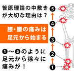 ササエルソール